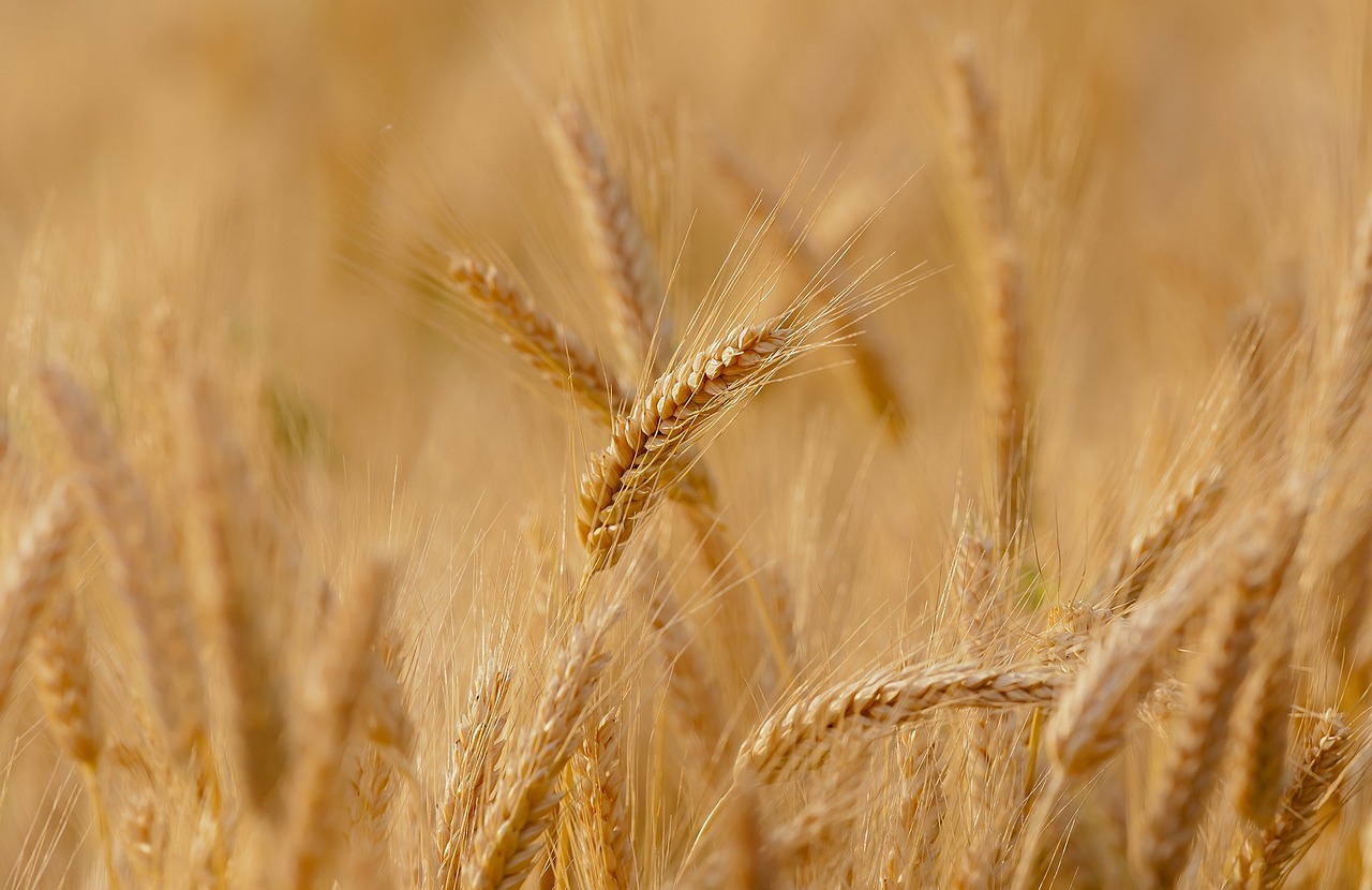 wheat, field, cereals