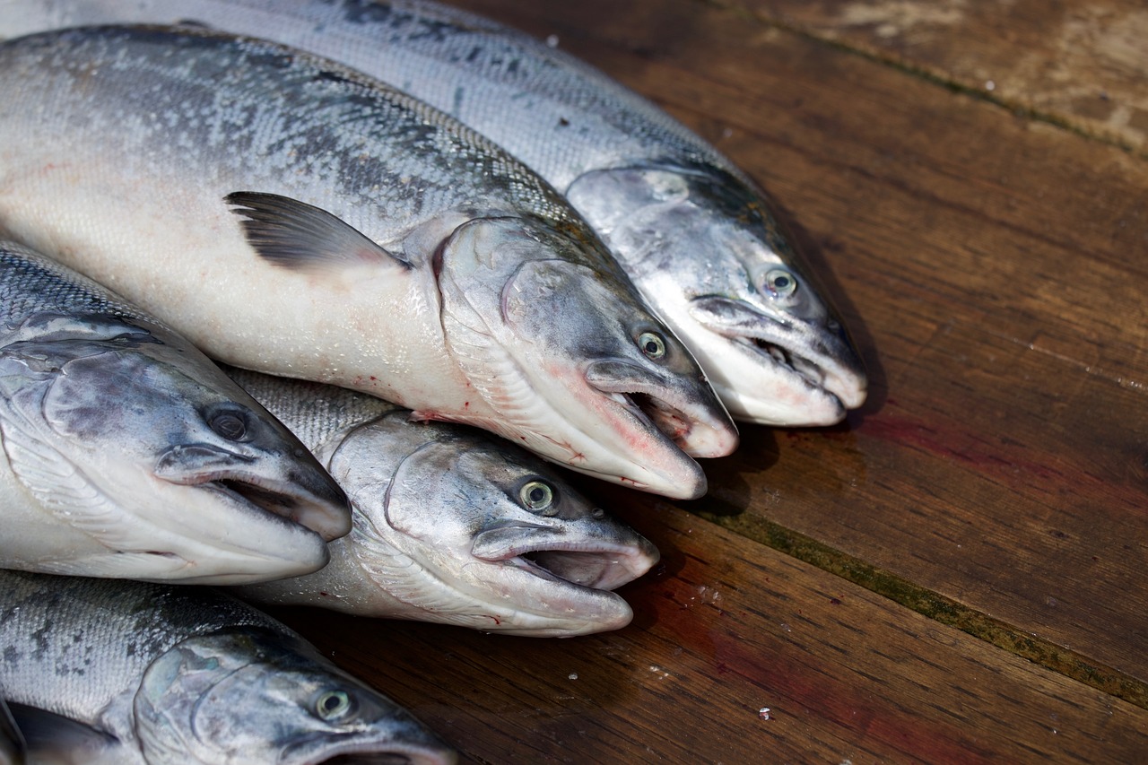 salmon, fish, food