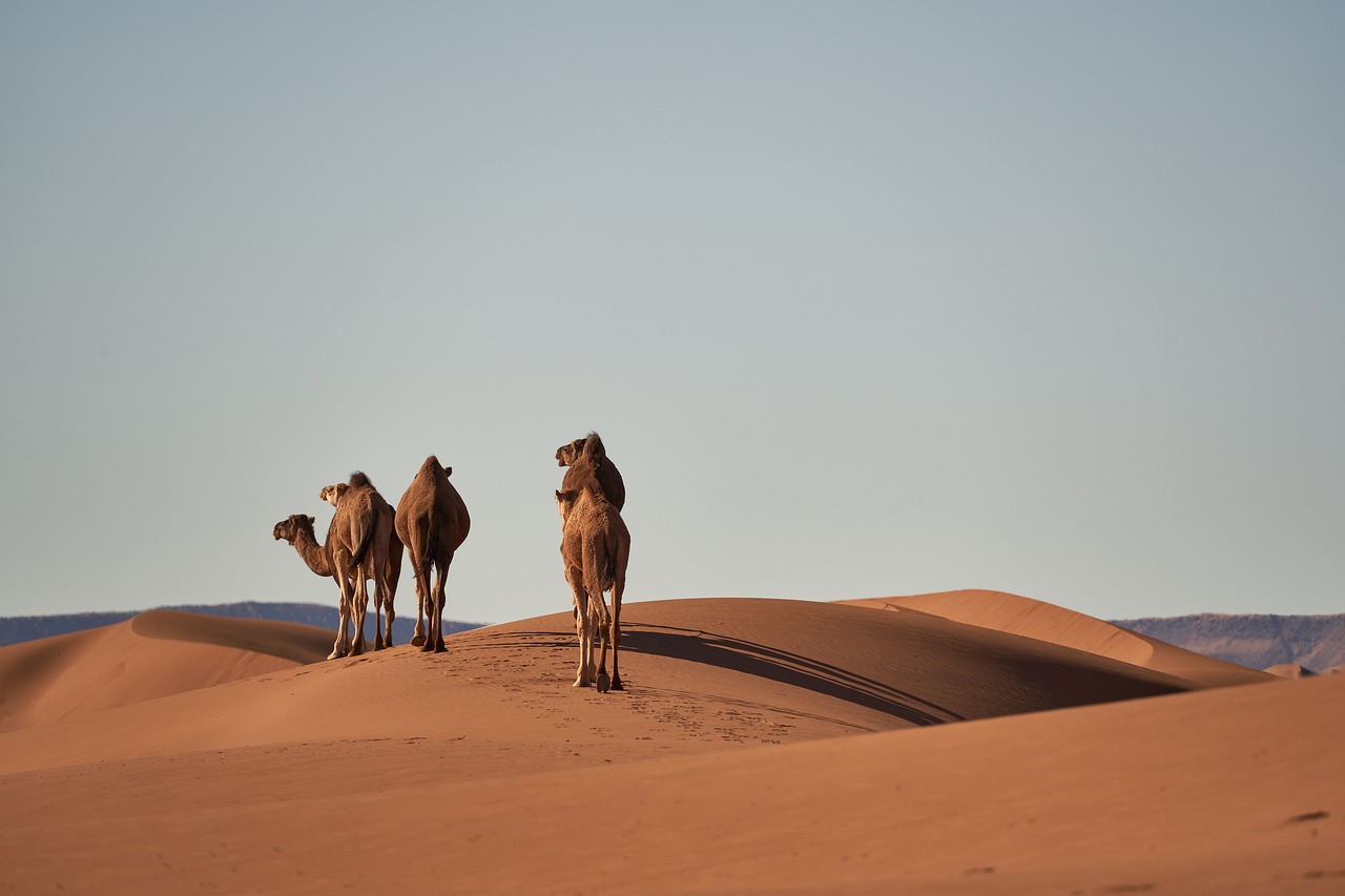 camels, sand dunes, desert, sahara, animals, sand, dry, hot, nature, dune, morocco, africa, adventure, barren, hike, travel, landscape, camels, desert, desert, desert, desert, desert, sahara, morocco, morocco