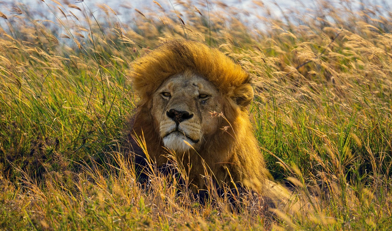 lion, wild cat, tanzania, serengeti, nature, animal, wilderness, wild animal, africa, big cat, predator, lion, lion, tanzania, tanzania, tanzania, tanzania, tanzania, serengeti, serengeti