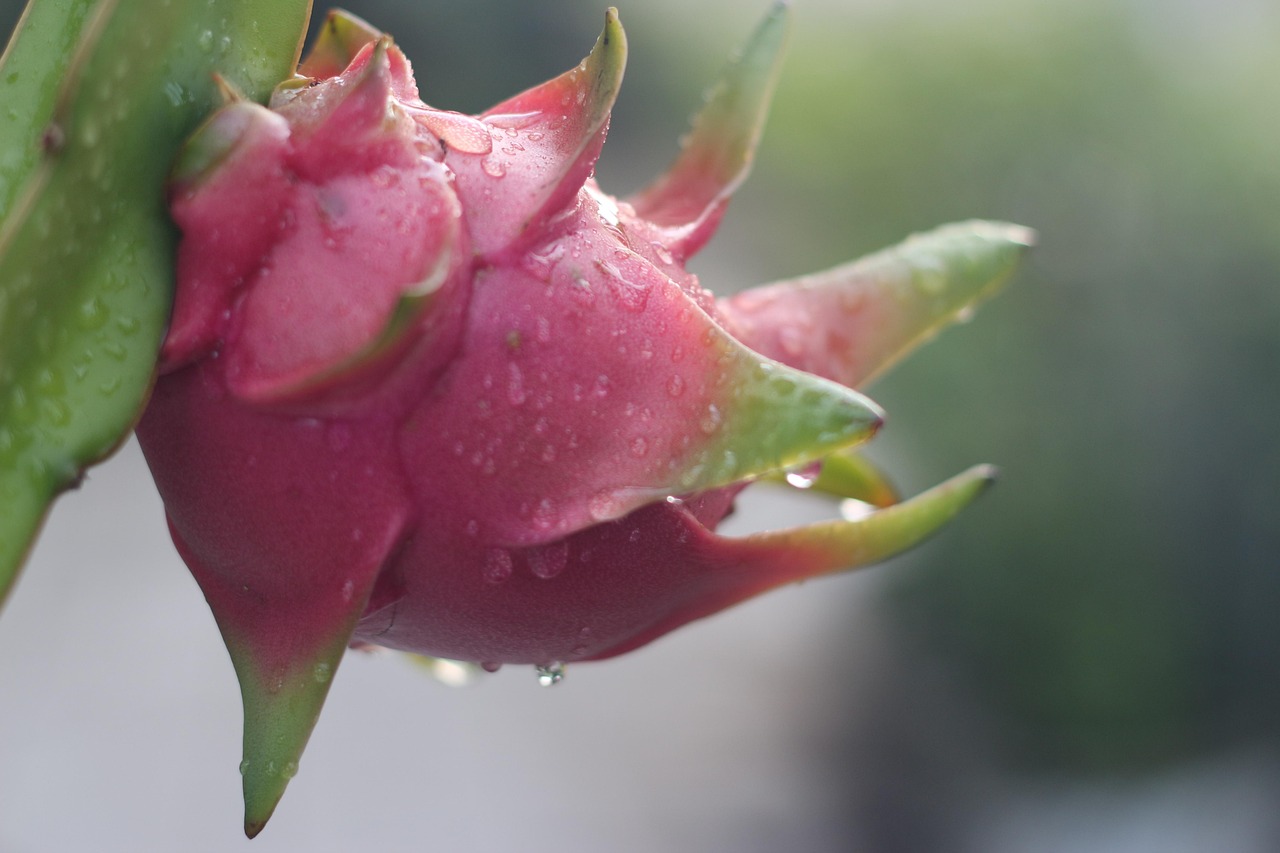dragon fruit, dew, fruit, nature, dragon fruit, dragon fruit, dragon fruit, dragon fruit, dragon fruit