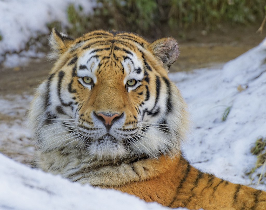 Tigre de l'Amour