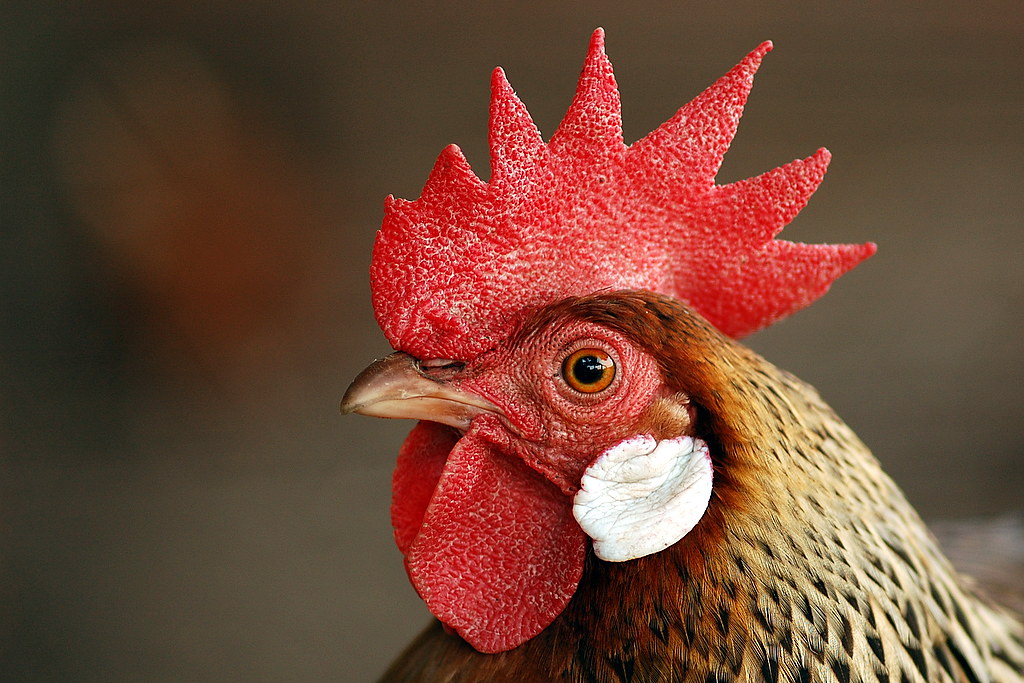 poulet